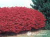 Ožekšnis Sparnuotasis (lot. Euonymus alatus)